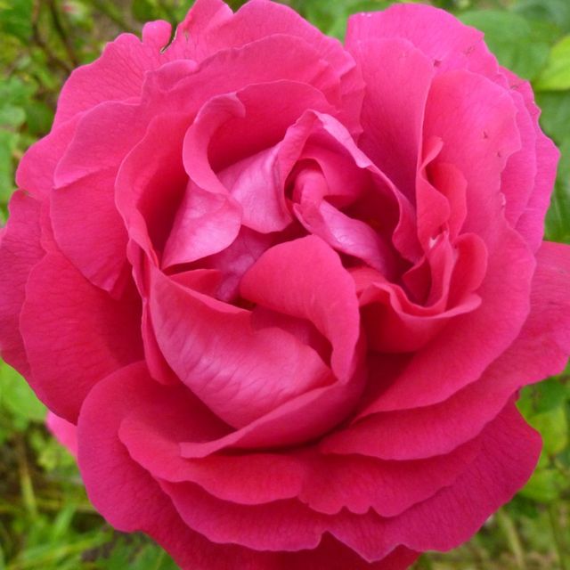 Rosen