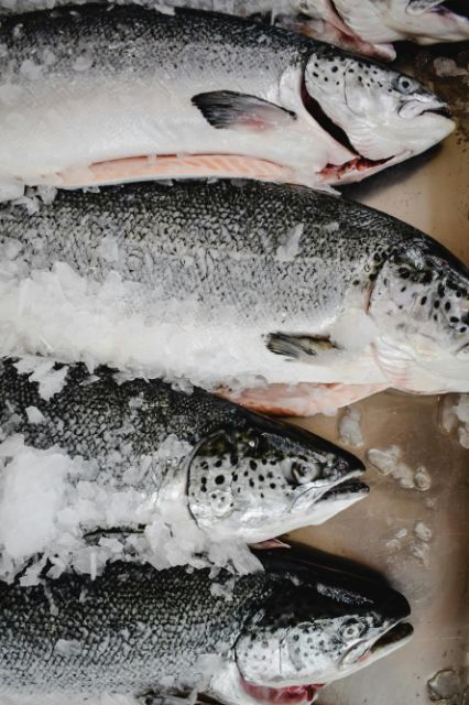 Fisch