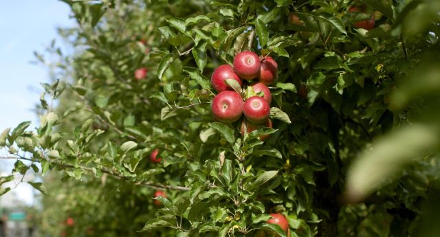 Äpfel am Baum